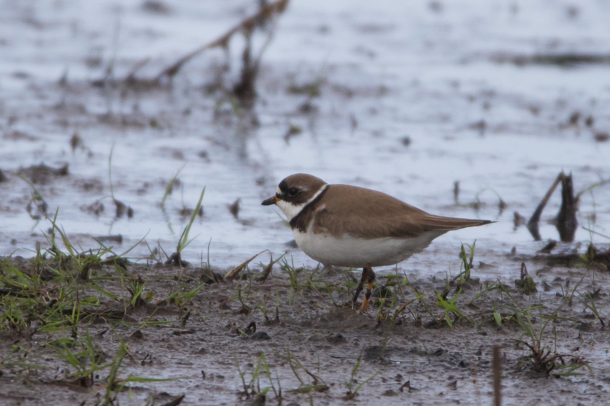 Semipalmated Plover - ML469906541