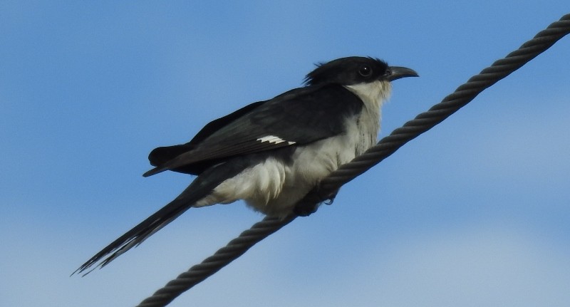 Pied Cuckoo - ML469910121