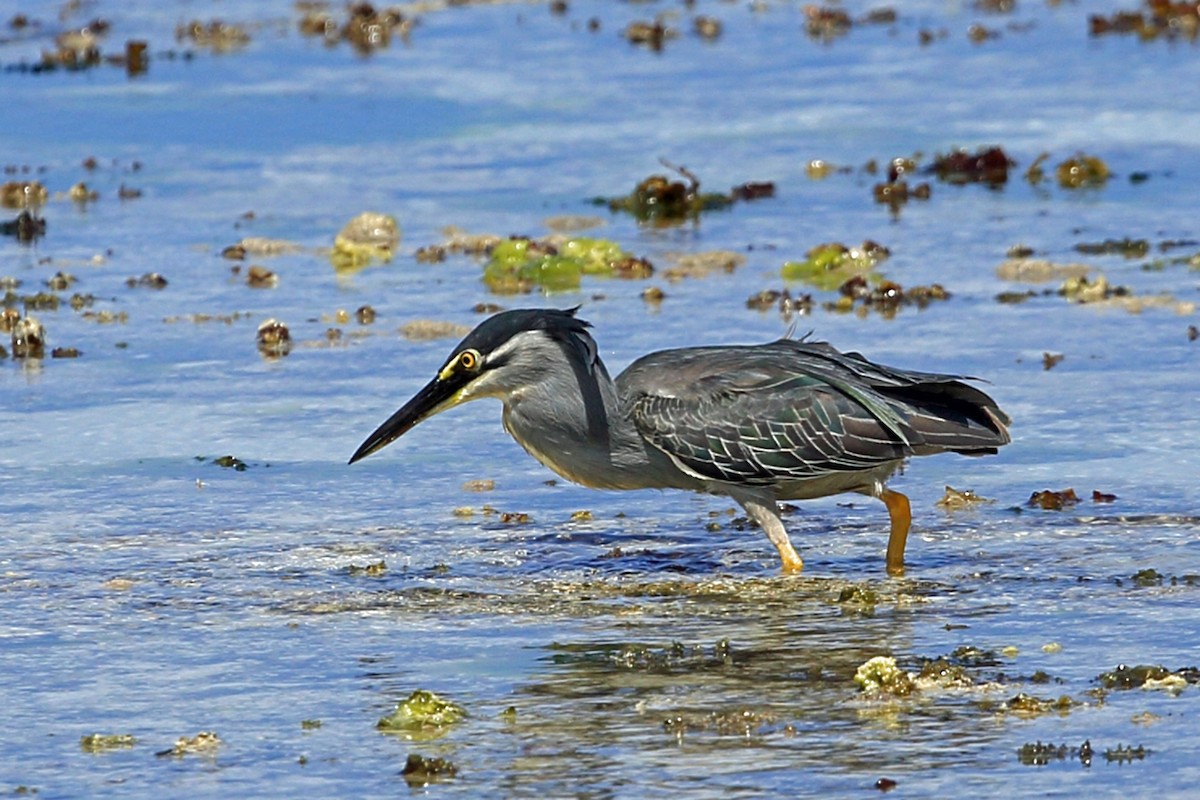 Striated Heron (Old World) - ML46991221