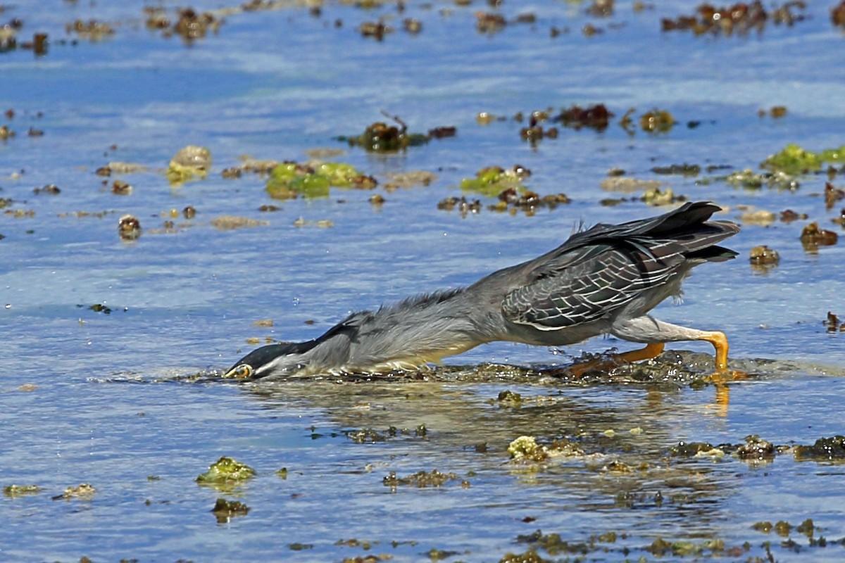 Striated Heron (Old World) - ML46991241