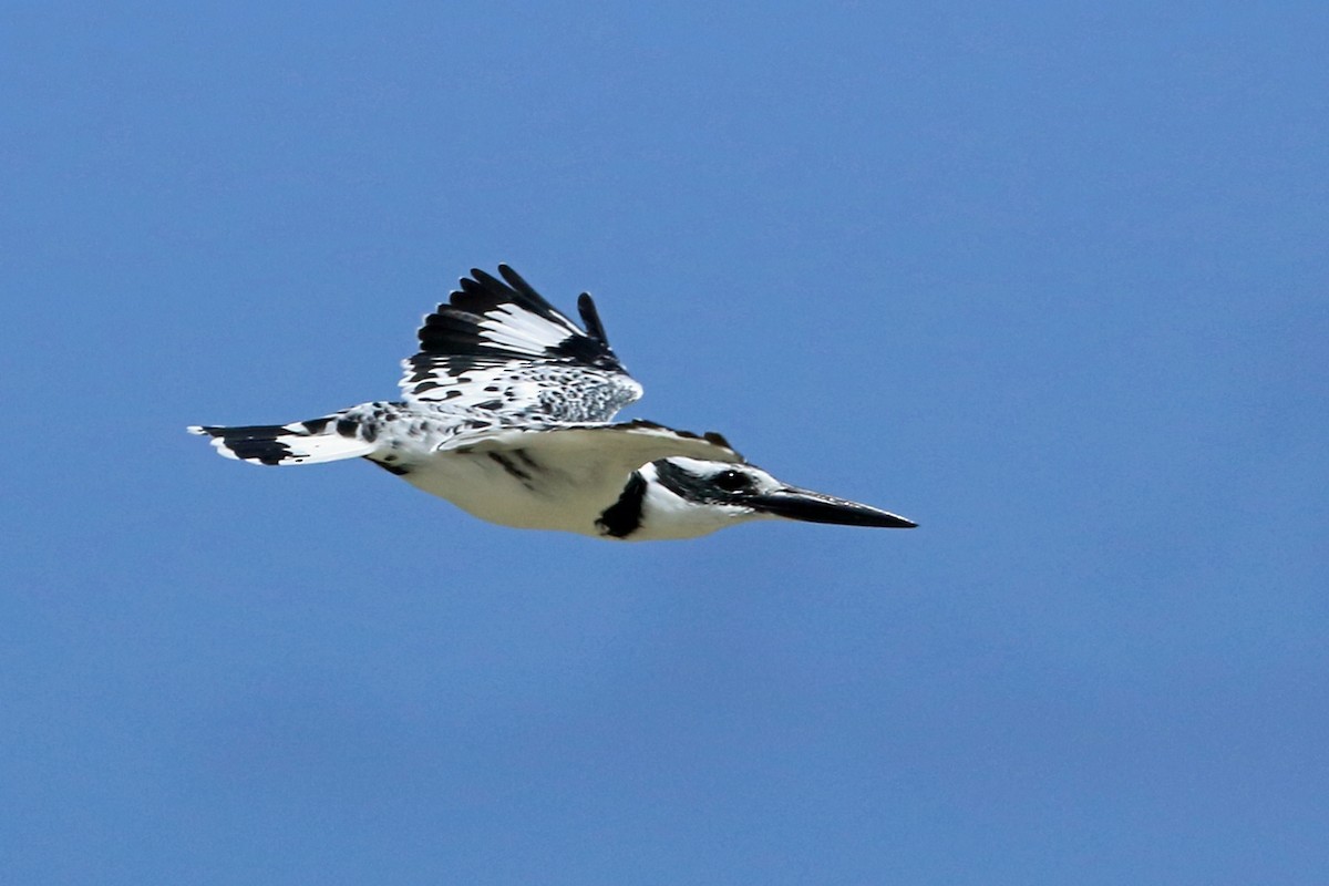 Pied Kingfisher - Nigel Voaden