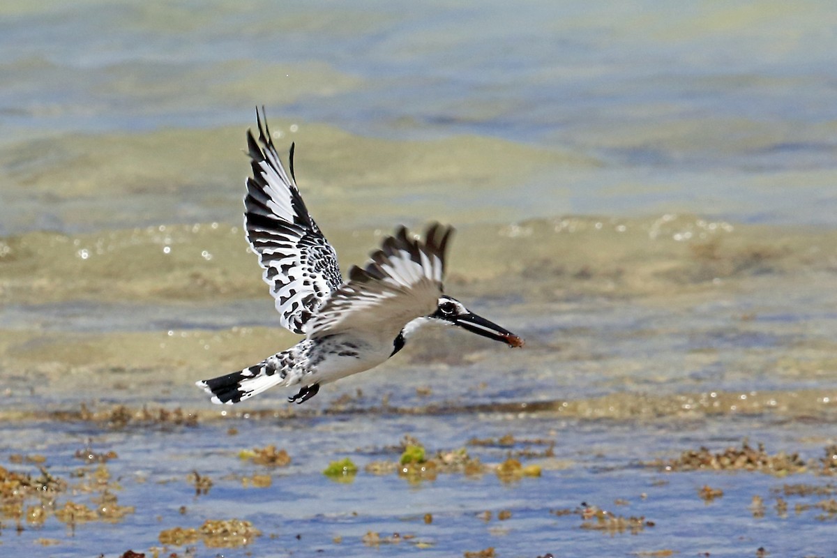 Pied Kingfisher - ML46991261