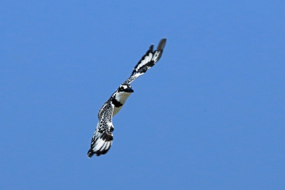 Pied Kingfisher - ML46991271