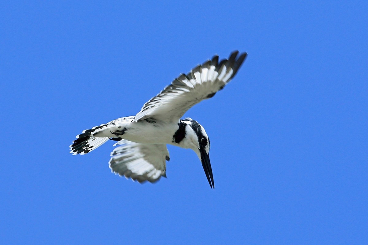 Pied Kingfisher - ML46991281