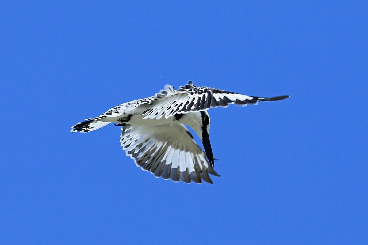 Pied Kingfisher - ML46991291