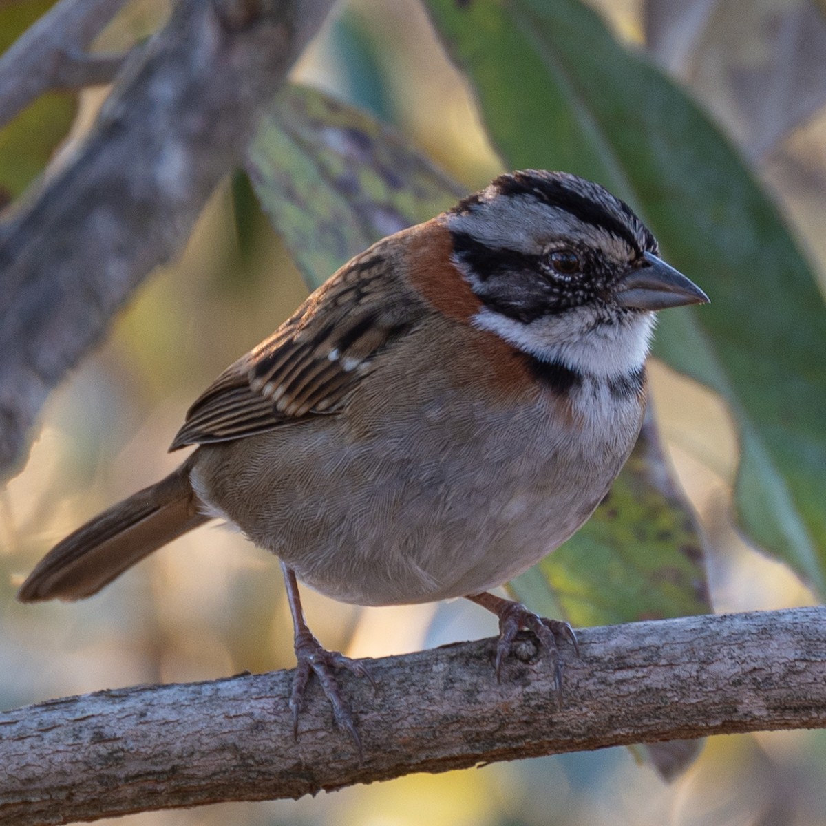 Rufous-collared Sparrow - Victor Pássaro