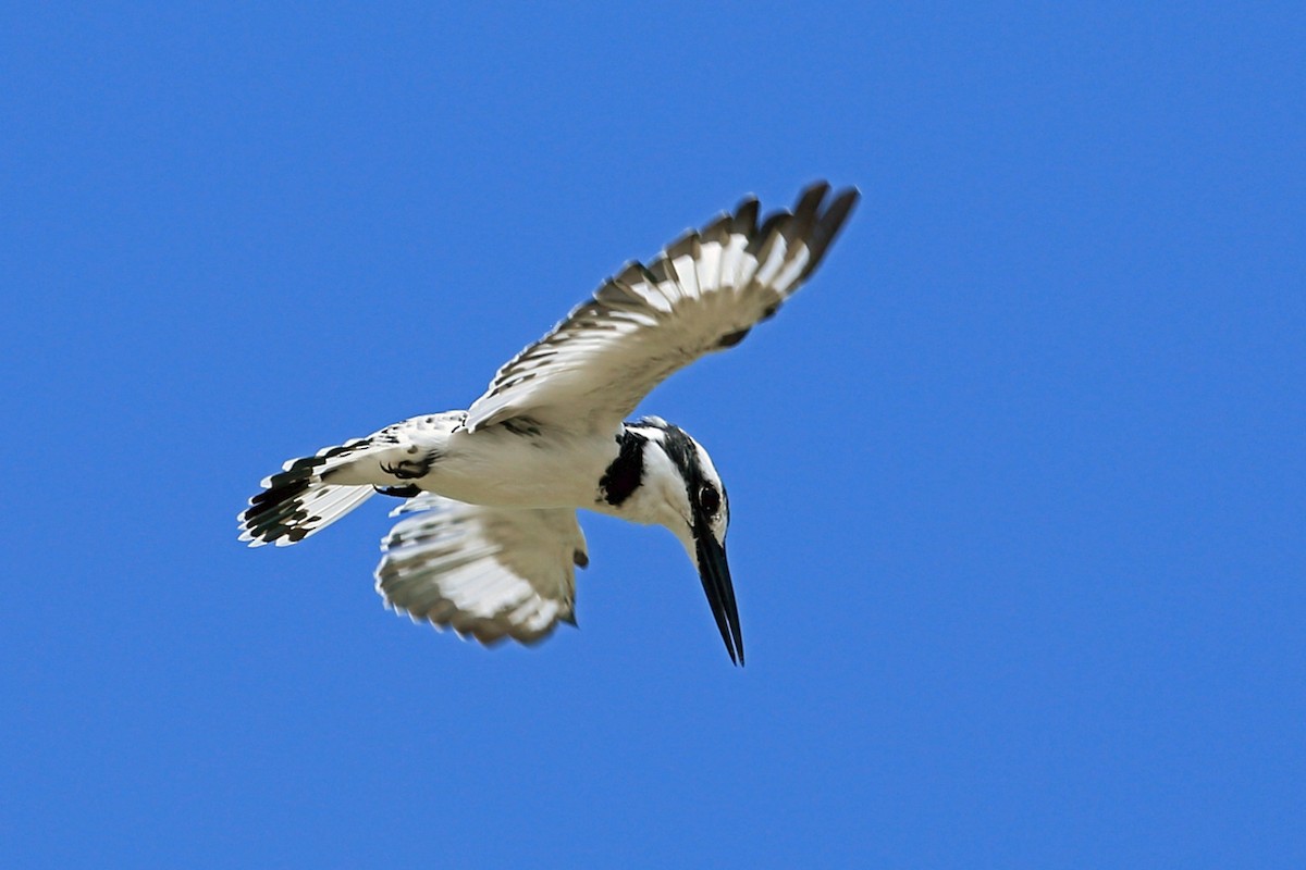 Pied Kingfisher - ML46991301