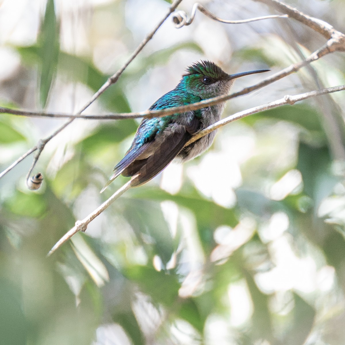 Violet-capped Woodnymph - ML469913171