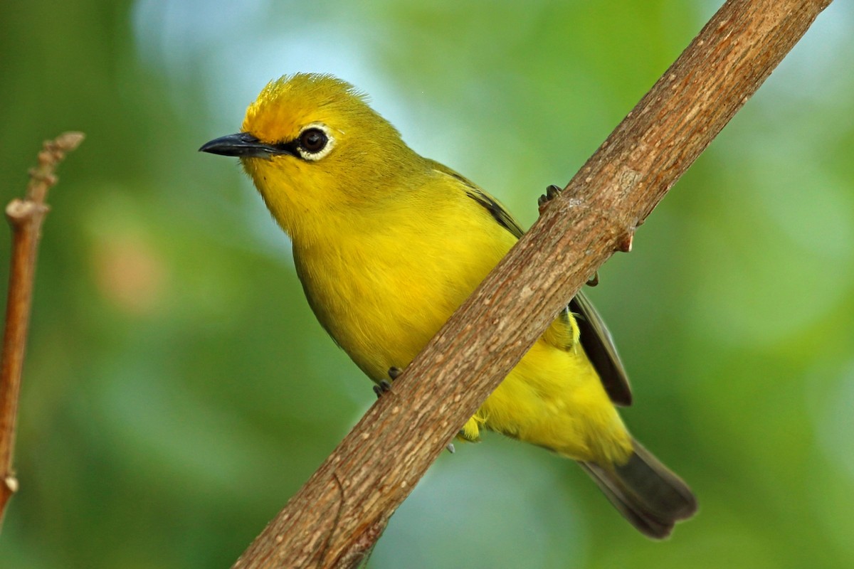 Pemba White-eye - Nigel Voaden