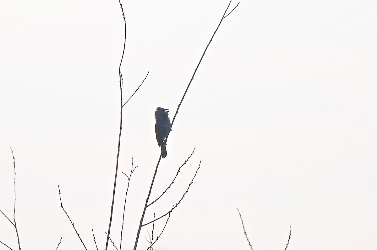 Blue Grosbeak - ML469913621