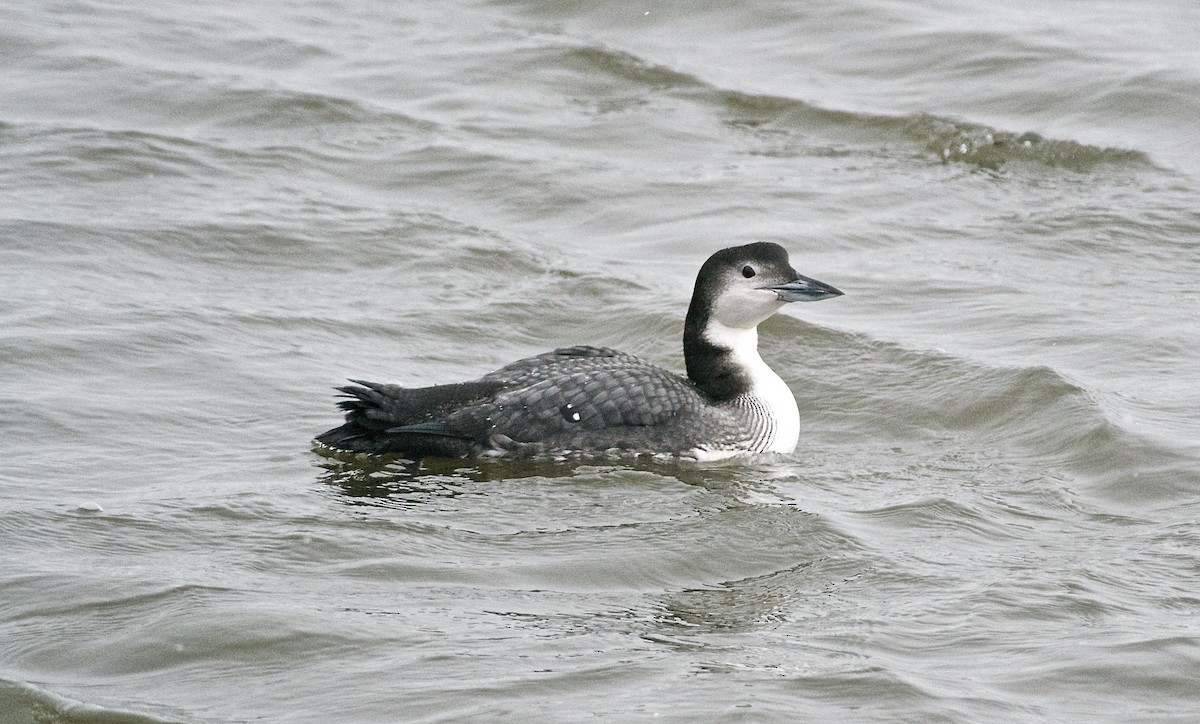 Common Loon - ML46991371