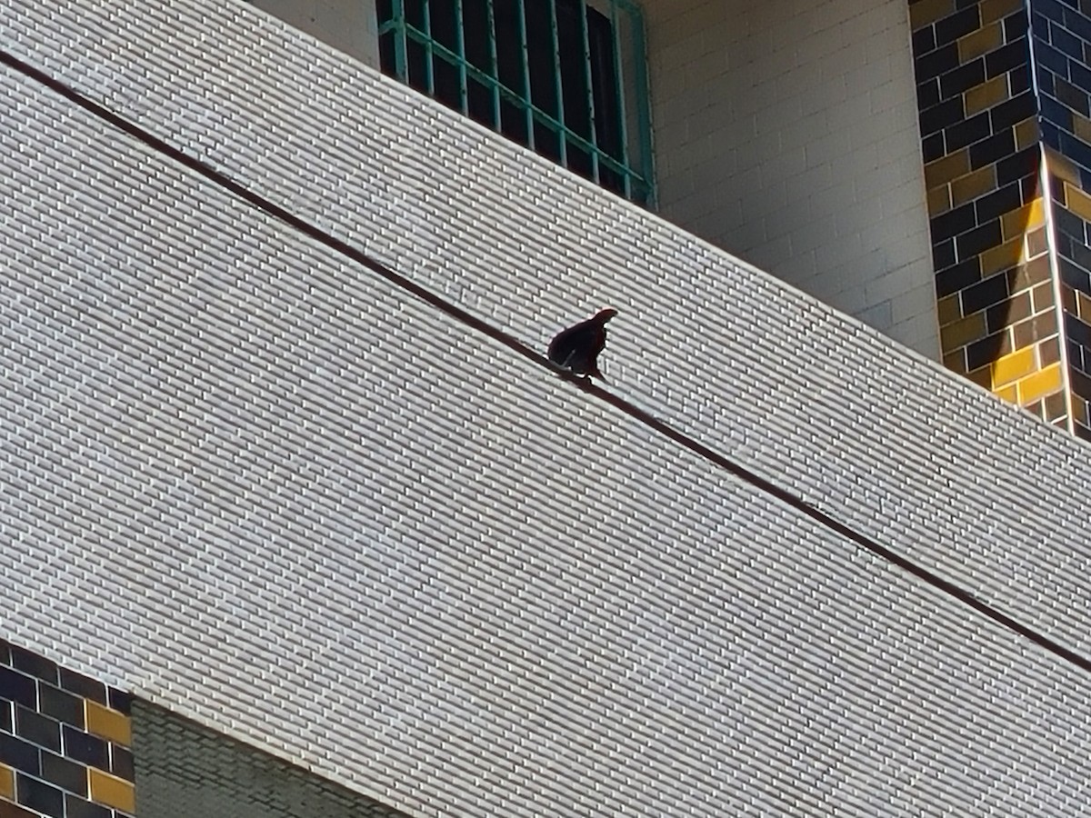 Asian Glossy Starling - ML469914811