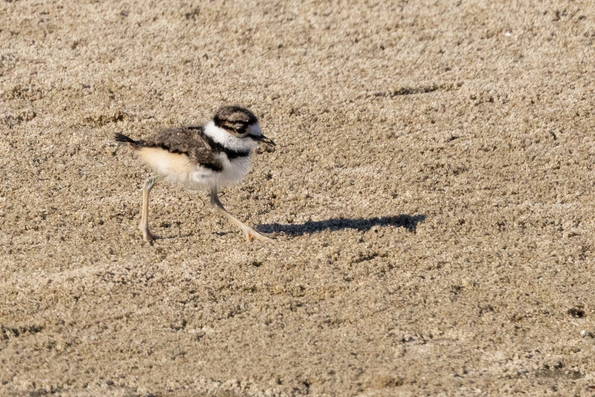 Killdeer - Roger Adamson