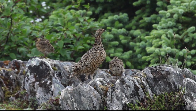 Rock Ptarmigan - ML469916