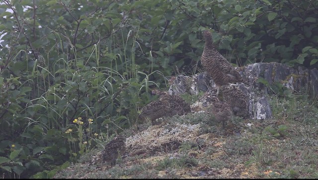 Rock Ptarmigan - ML469917