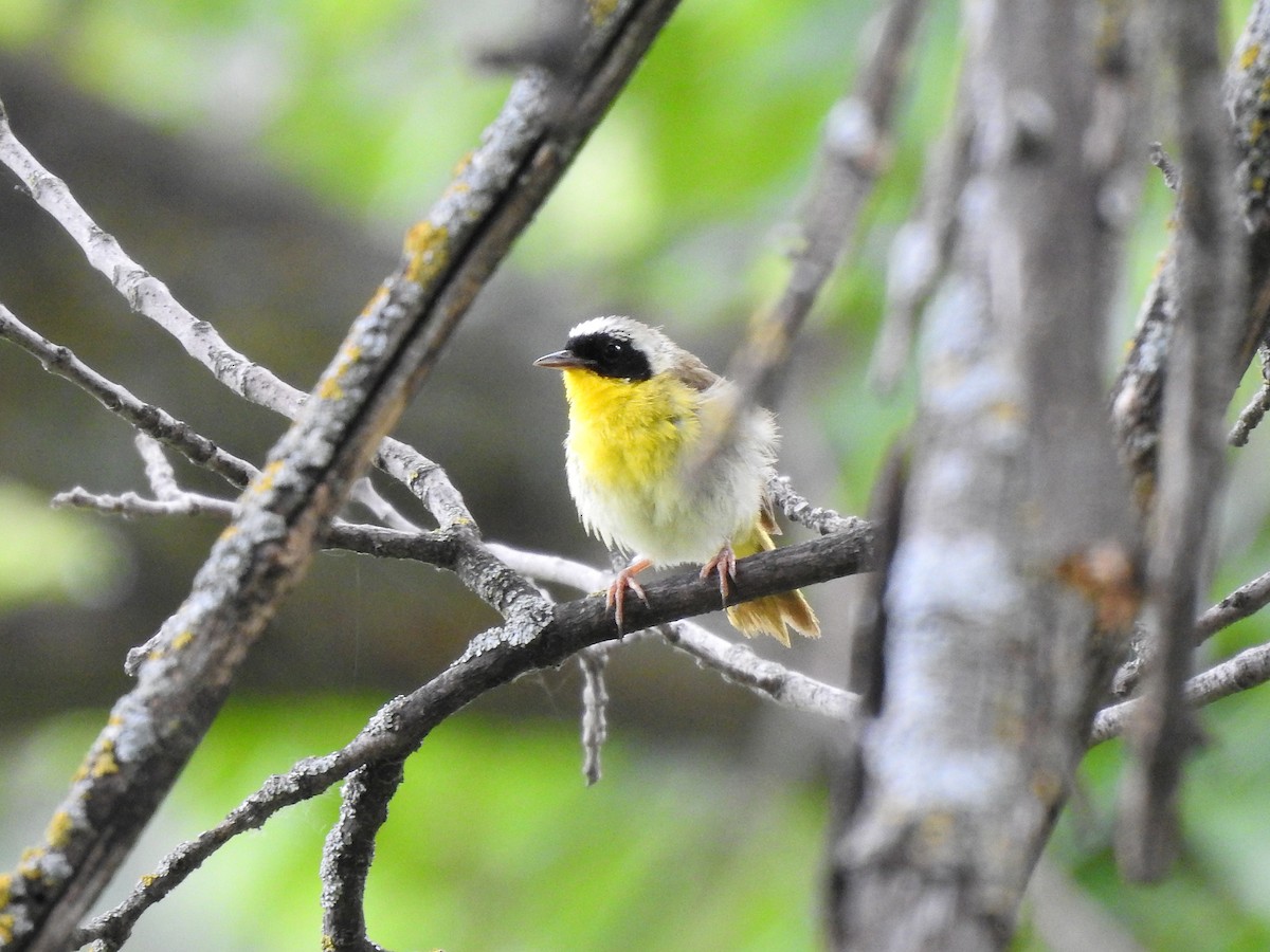 Common Yellowthroat - Dan Mason