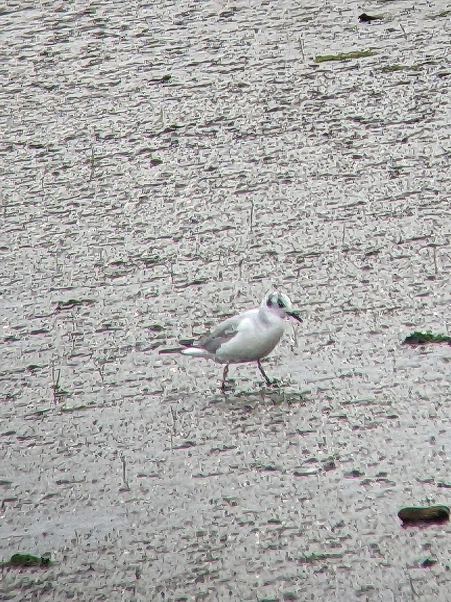 Bonaparte's Gull - ML469918671