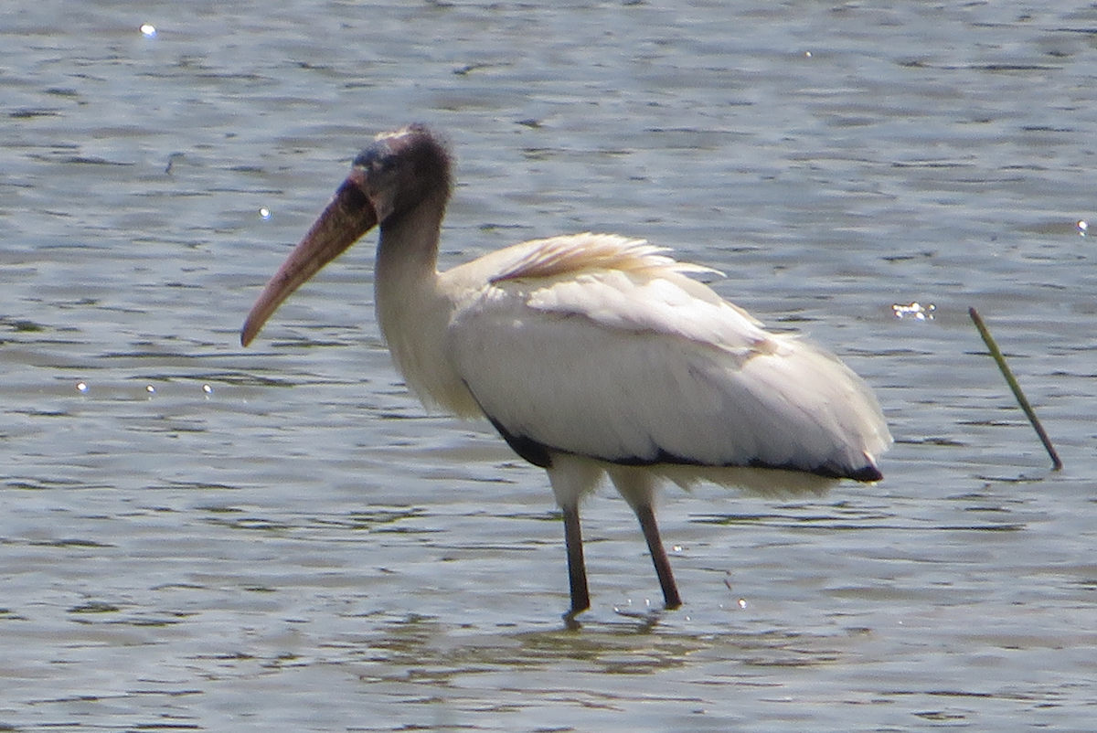 Wood Stork - Allison Matlock