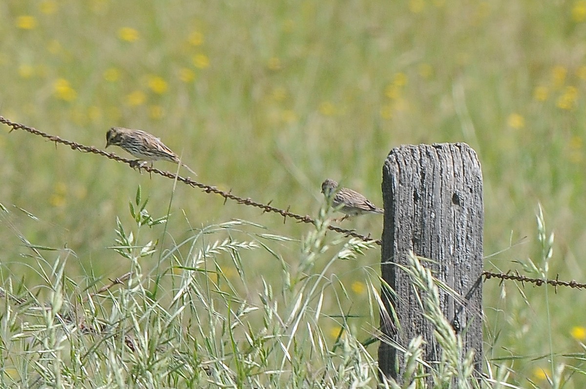 Brewer's Sparrow - ML469922281