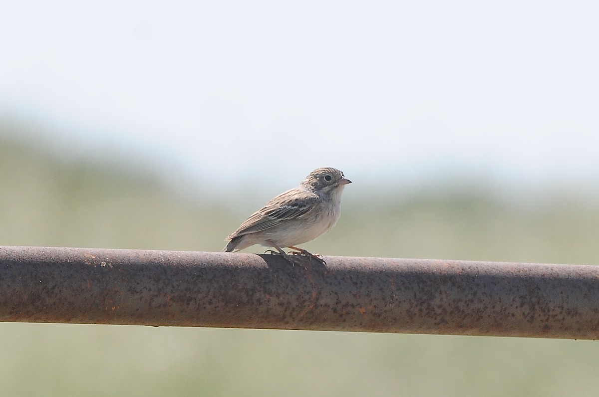 Brewer's Sparrow - Cory Gregory