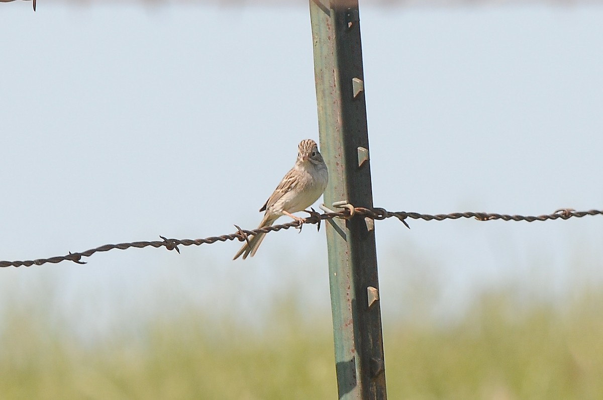 Brewer's Sparrow - ML469922311