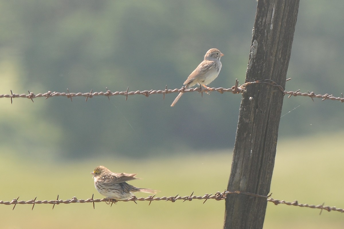 Brewer's Sparrow - ML469922331