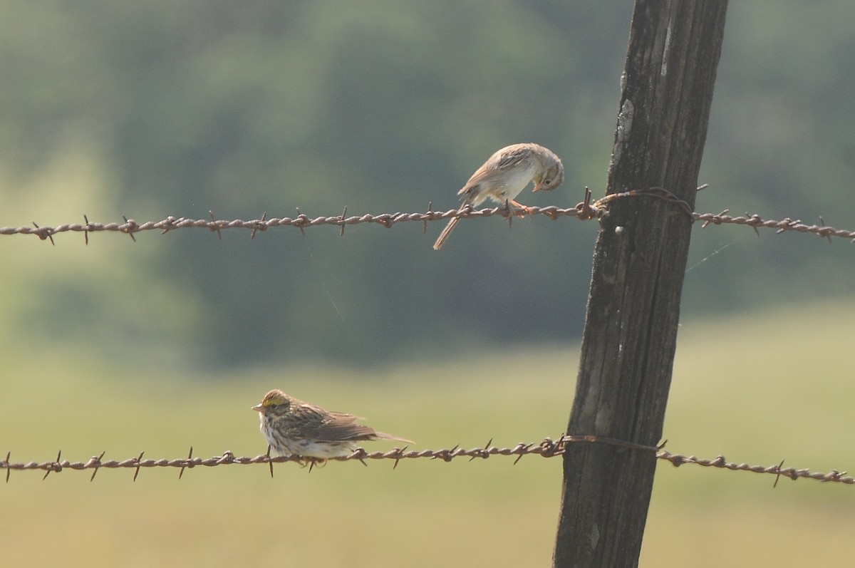 Brewer's Sparrow - Cory Gregory