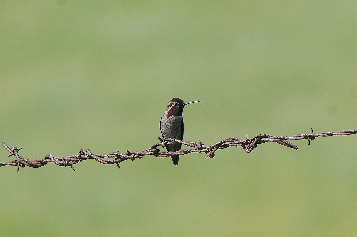 Colibrí de Anna - ML469922351