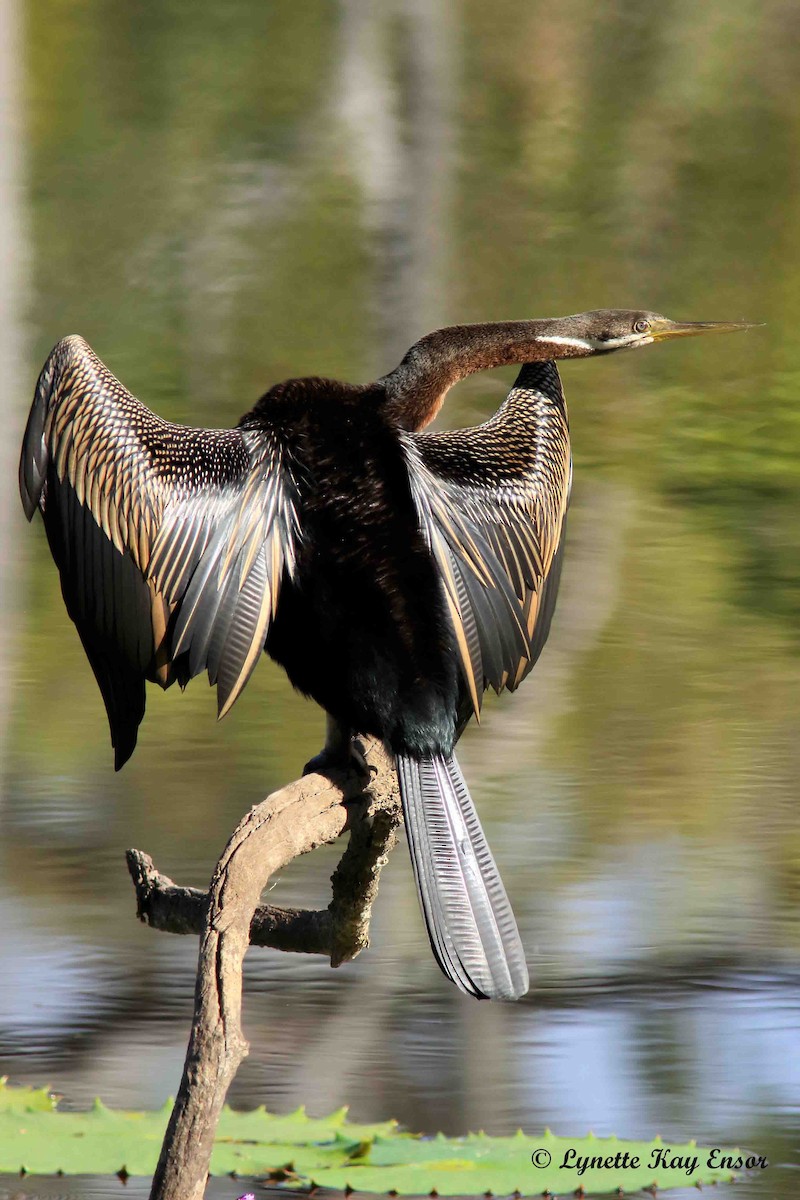 Australasian Darter - ML469922511