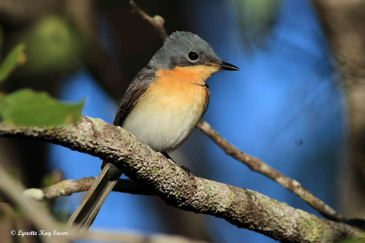 Leaden Flycatcher - ML469922801