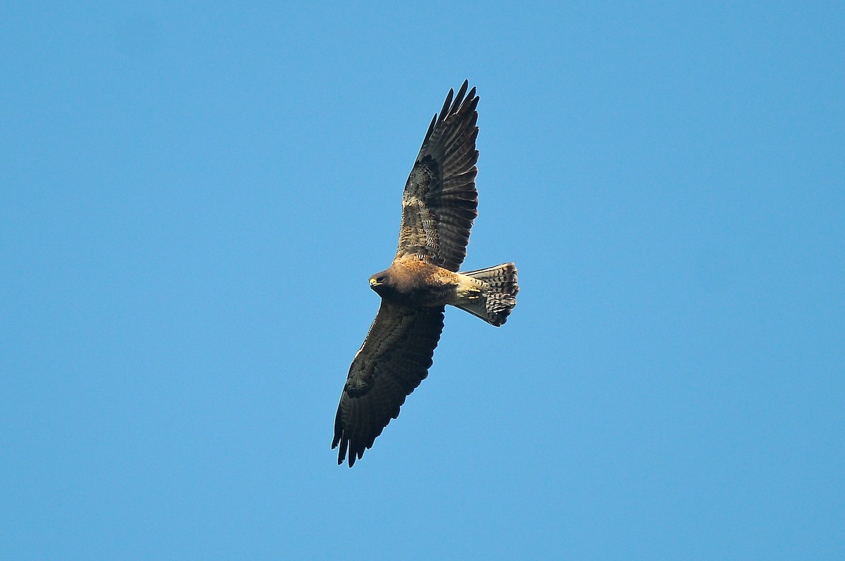 Swainson's Hawk - ML469923041