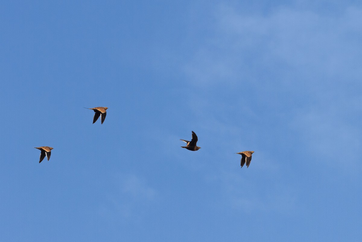 Chestnut-bellied Sandgrouse - ML469923381