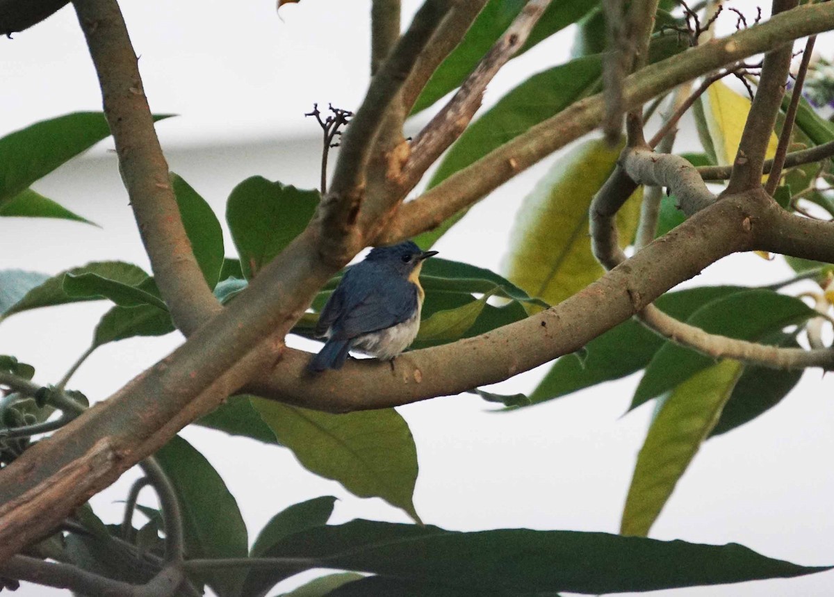 Tickell's Blue Flycatcher - ML46992341