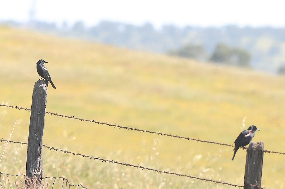 Tricolored Blackbird - ML469923971