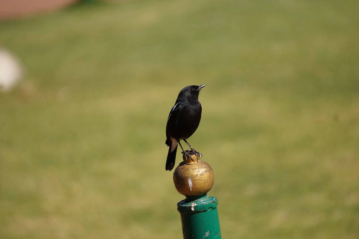 Pied Bushchat - ML46992411