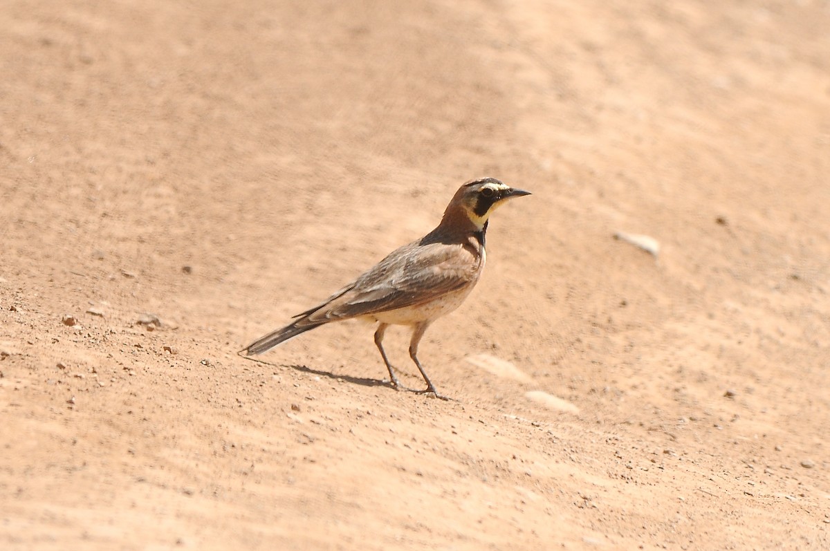 Horned Lark - ML469924121