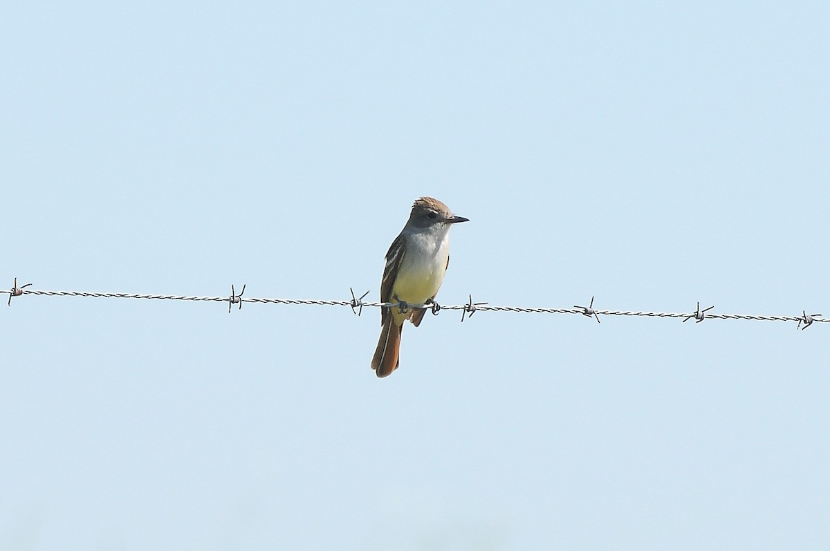 Ash-throated Flycatcher - Cory Gregory