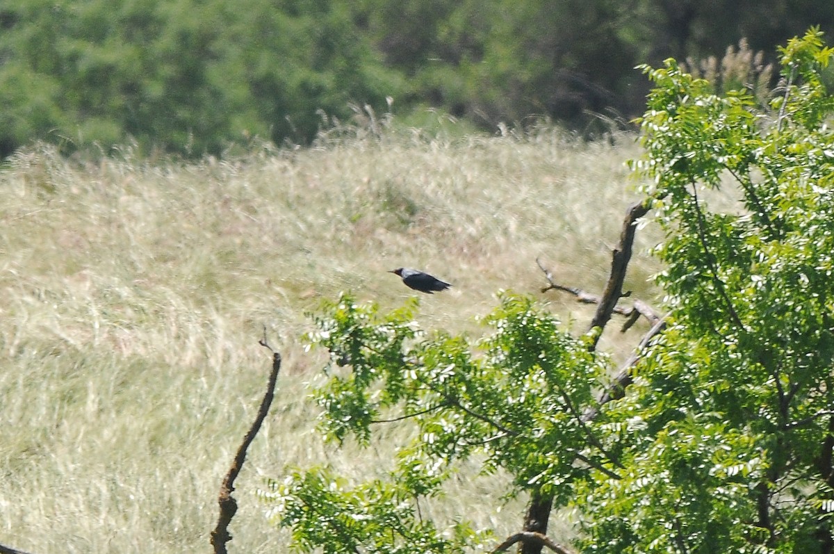 Lewis's Woodpecker - Cory Gregory