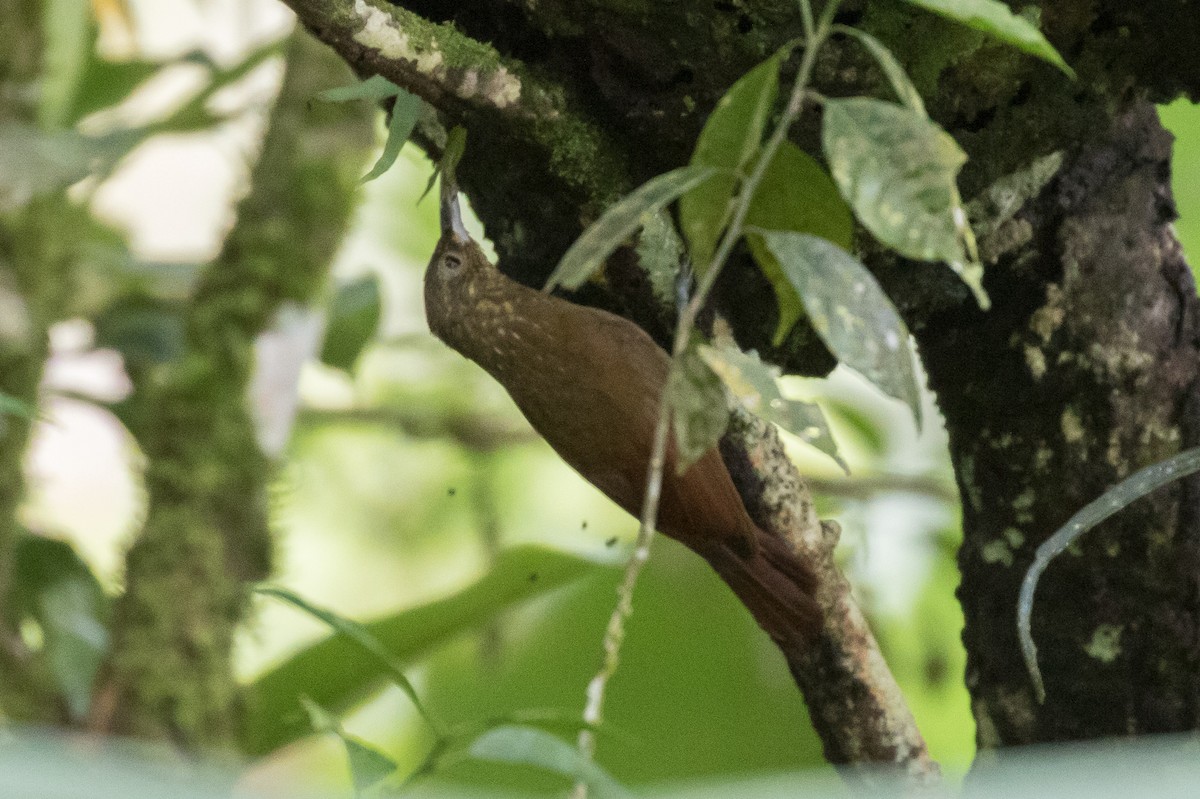 Olive-backed Woodcreeper - Brad Dawson