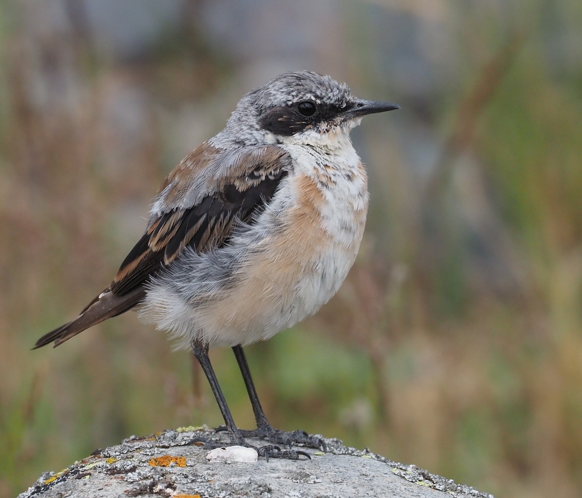 Northern Wheatear - ML469926361