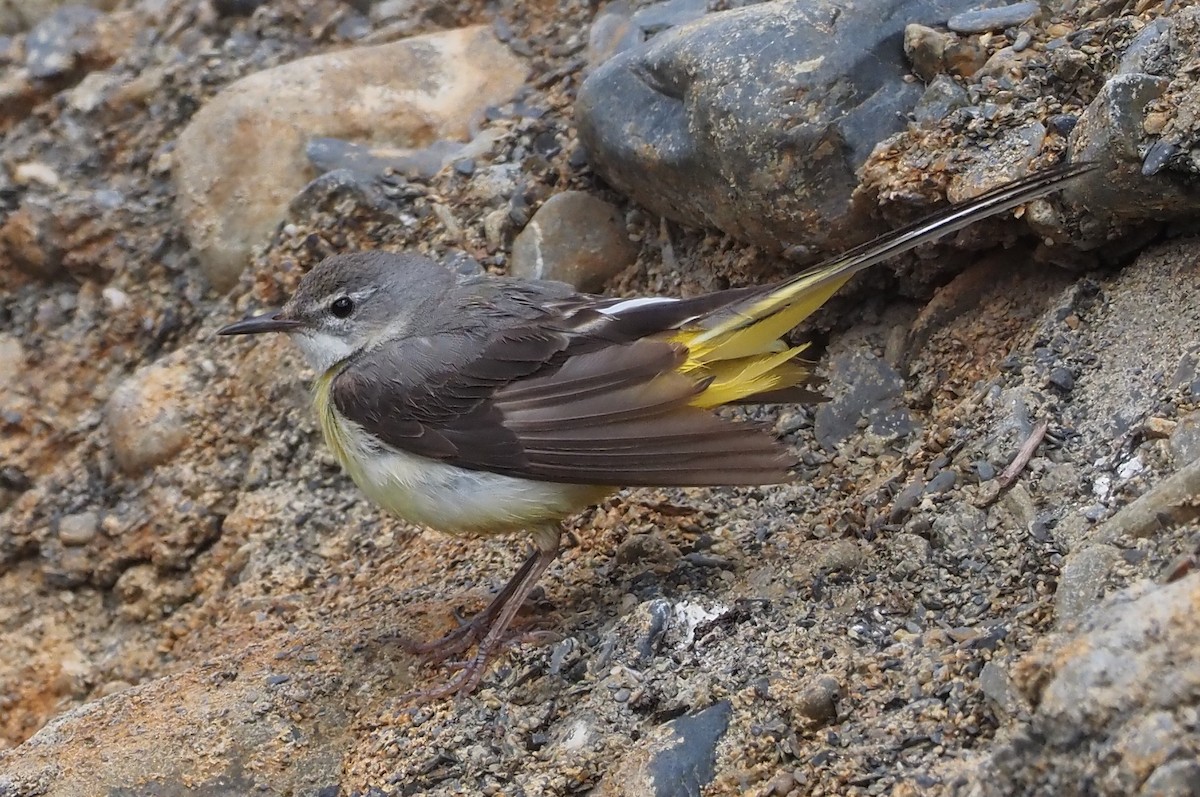 Gray Wagtail - ML469926391