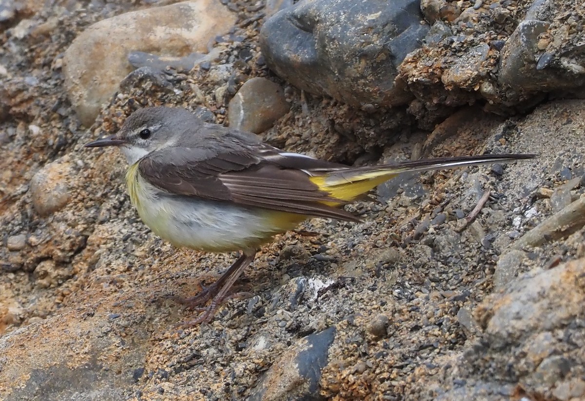 Gray Wagtail - ML469926401