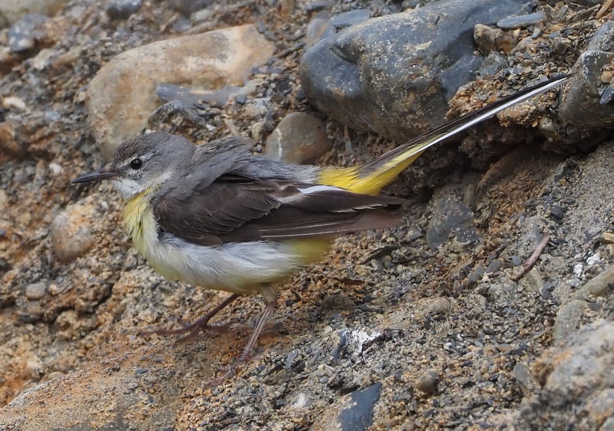 Gray Wagtail - ML469926421