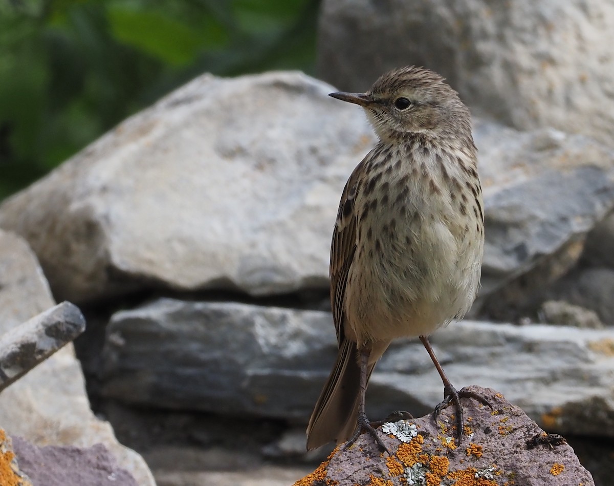 Pipit spioncelle (coutellii) - ML469926431