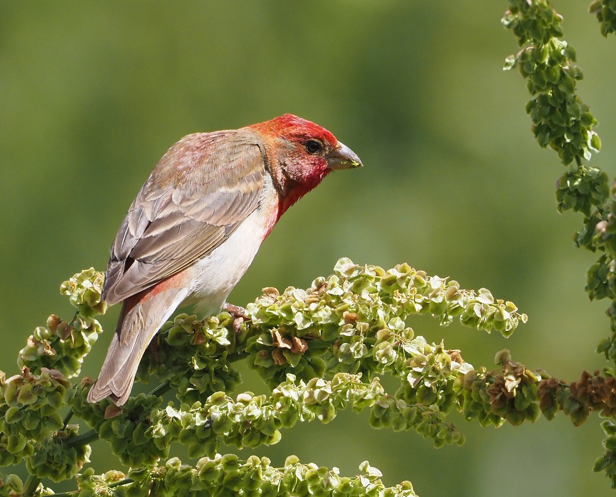 Common Rosefinch - ML469926441