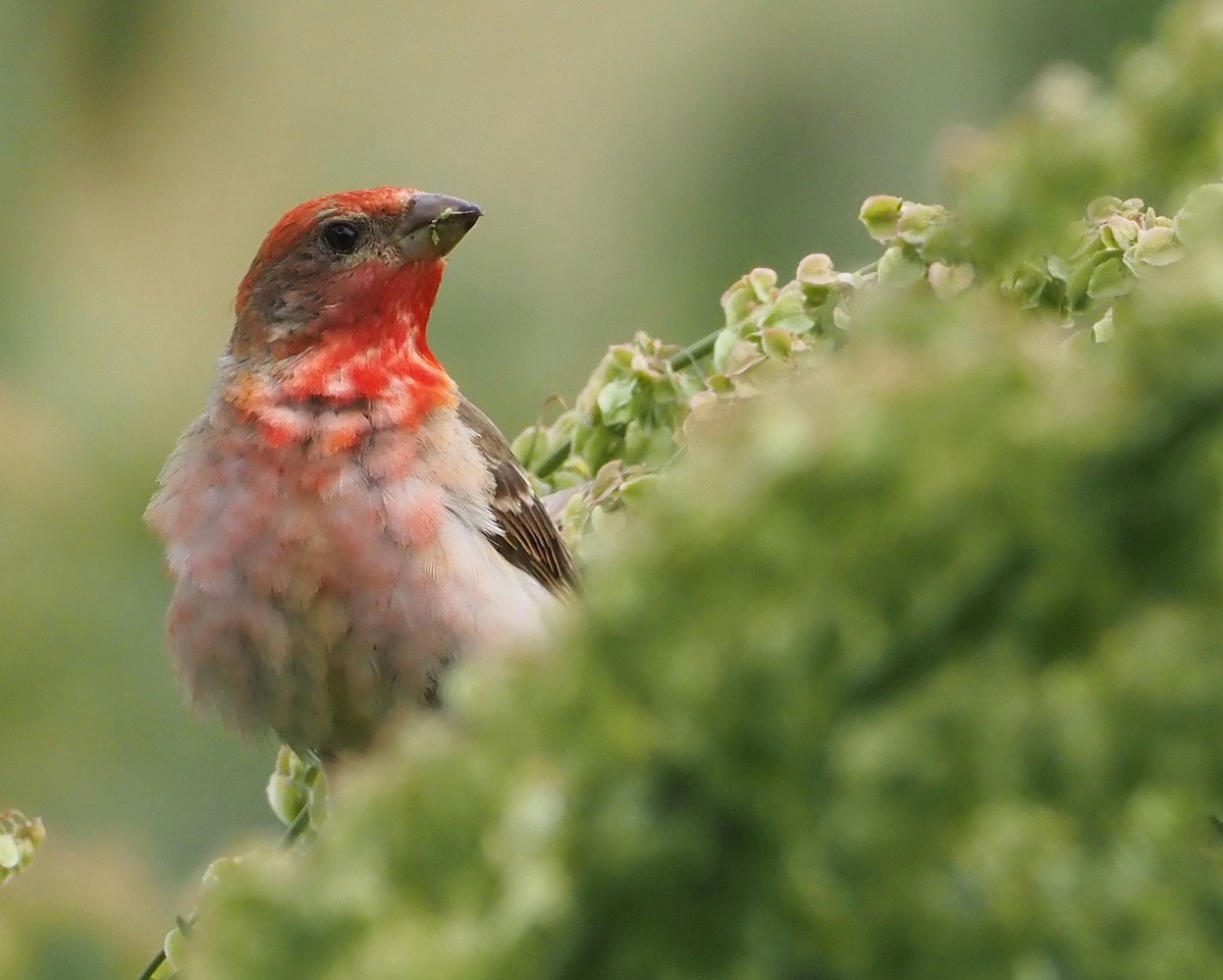 Common Rosefinch - Asmus Schröter