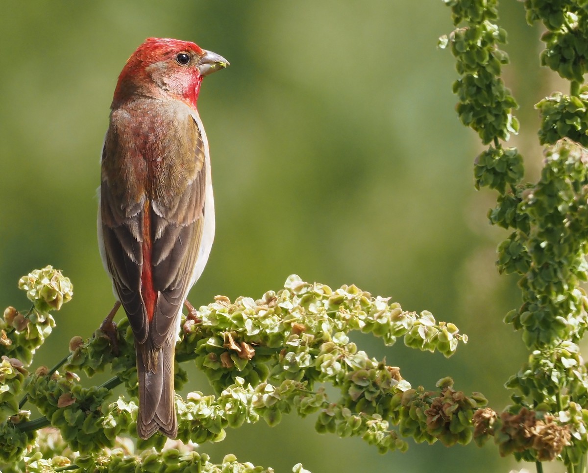 Common Rosefinch - ML469926461