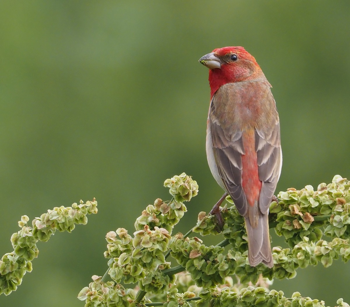 Common Rosefinch - ML469926471