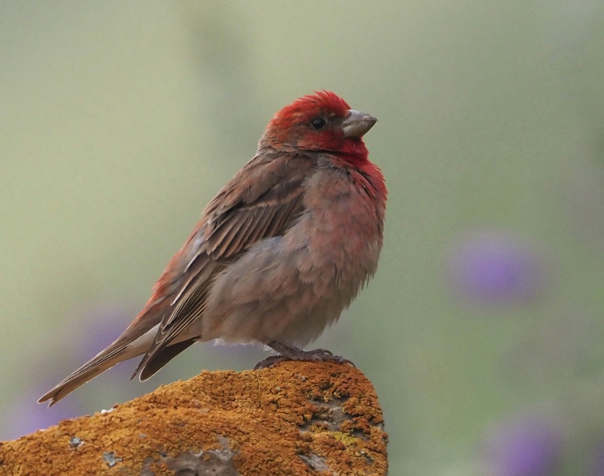 Common Rosefinch - ML469926481