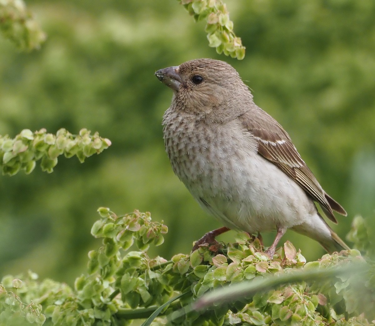 Common Rosefinch - ML469926491